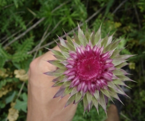 allow your bare feet to be subjected to an
 irritation of thistle-spines in the evening's cool moisture